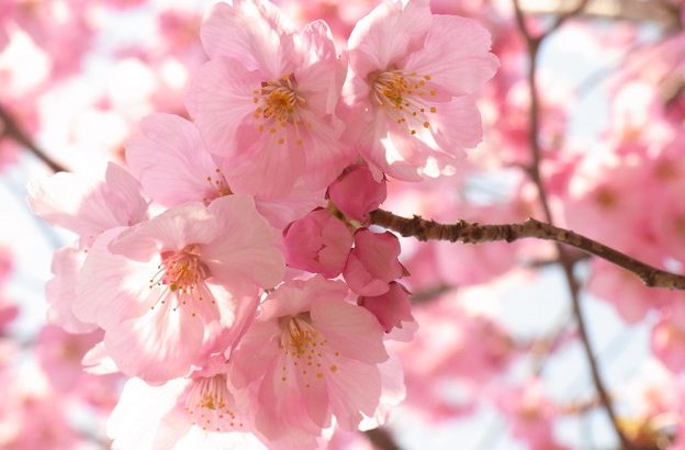 豊橋の桜の名所とお花見スポット
